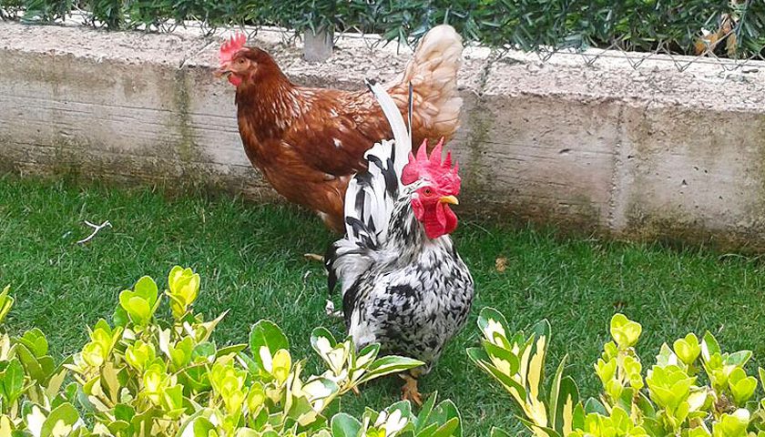 El jardín y el huerto de Martín en Islallana
